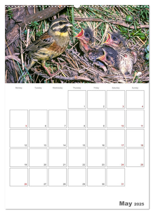 At the dawn of life the secret life of passerines (CALVENDO Monthly Calendar 2025)