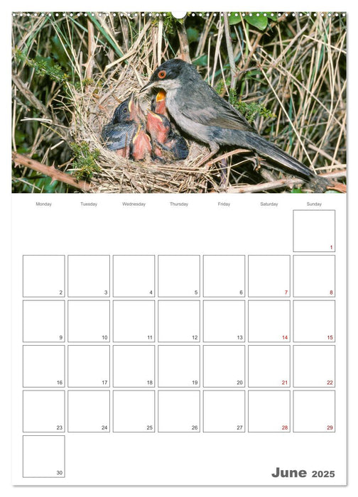 At the dawn of life the secret life of passerines (CALVENDO Monthly Calendar 2025)