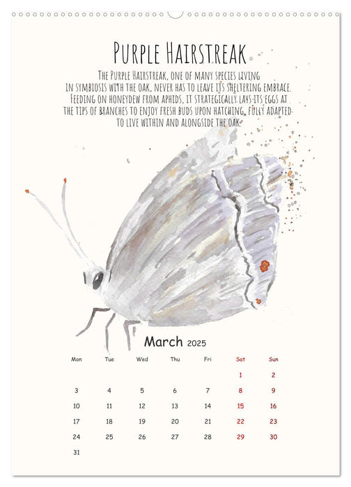 Symbiosis, the story of collaborations in nature (CALVENDO Monthly Calendar 2025)