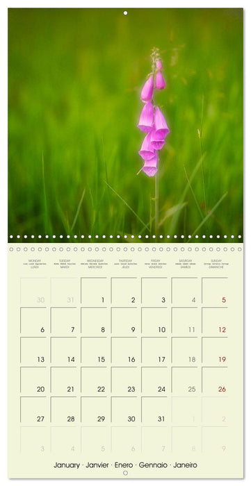 Flowers from dreamland (CALVENDO Monthly Calendar 2025)