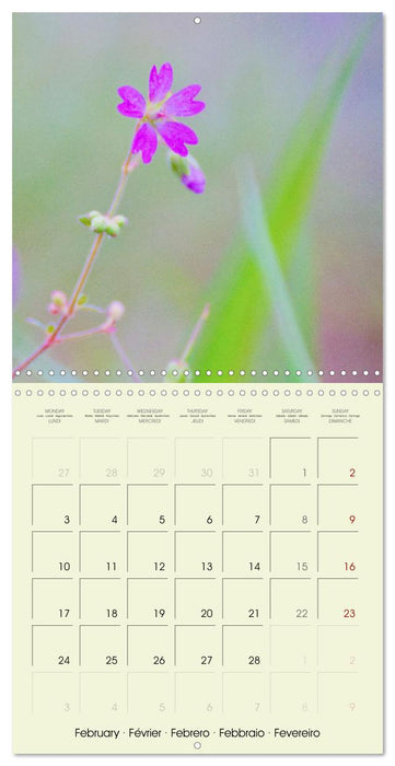 Flowers from dreamland (CALVENDO Monthly Calendar 2025)