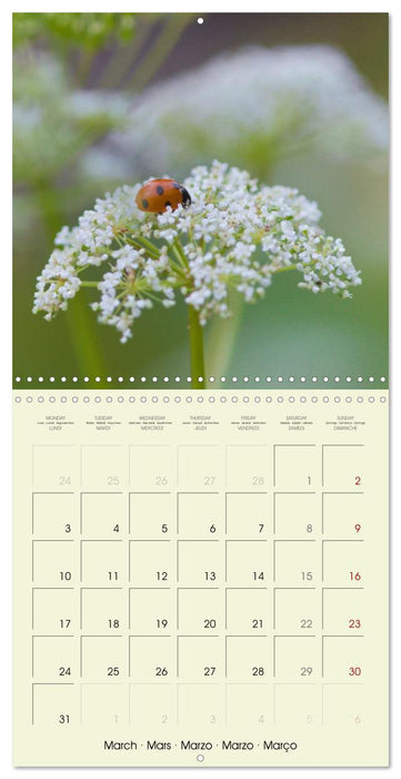 Flowers from dreamland (CALVENDO Monthly Calendar 2025)