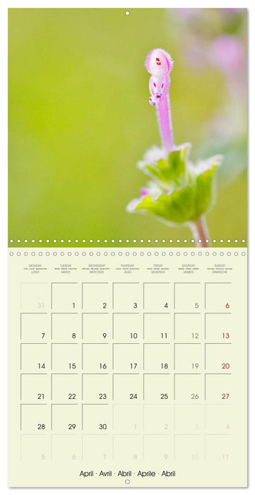 Flowers from dreamland (CALVENDO Monthly Calendar 2025)