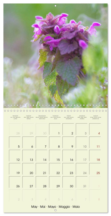 Flowers from dreamland (CALVENDO Monthly Calendar 2025)