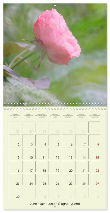 Flowers from dreamland (CALVENDO Monthly Calendar 2025)