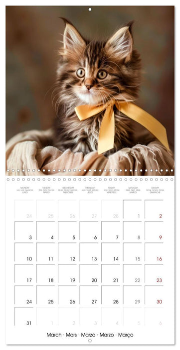 KITTEN Cuteness overload (CALVENDO Monthly Calendar 2025)