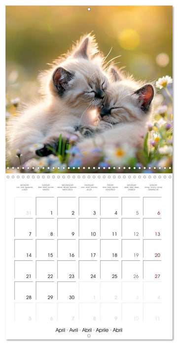 KITTEN Cuteness overload (CALVENDO Monthly Calendar 2025)