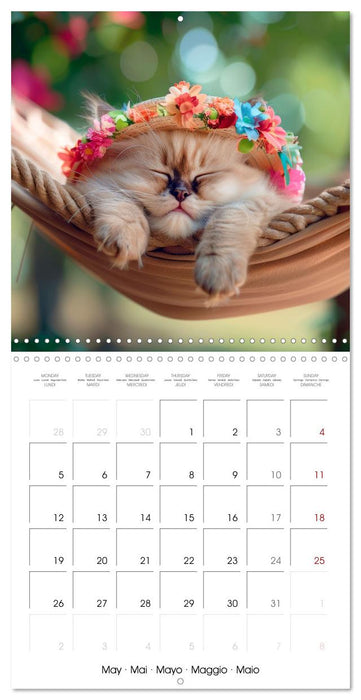 KITTEN Cuteness overload (CALVENDO Monthly Calendar 2025)