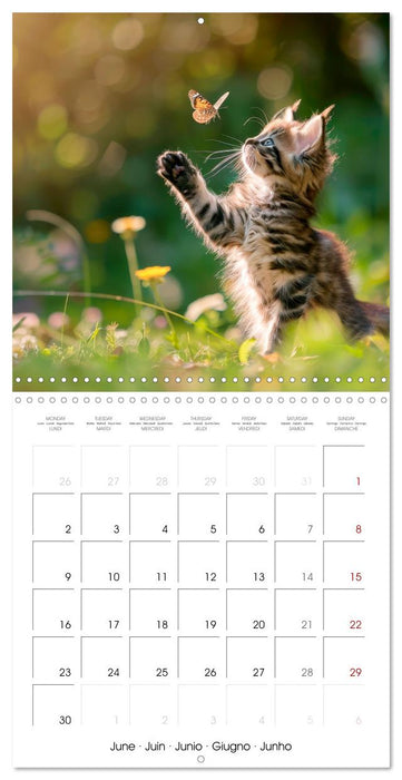 KITTEN Cuteness overload (CALVENDO Monthly Calendar 2025)