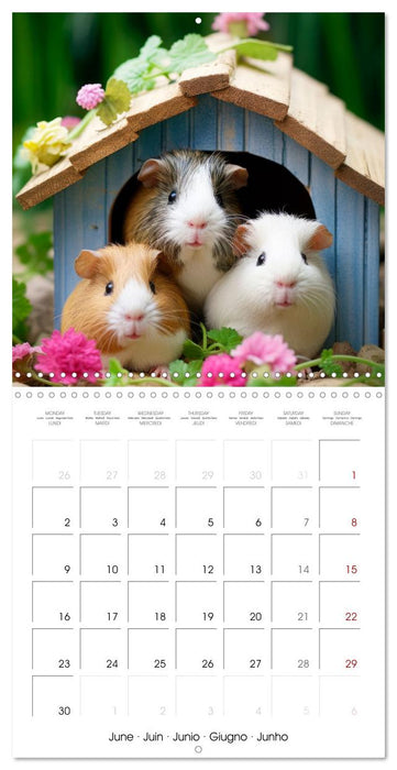 Sweet GUINEA PIGS (CALVENDO Monthly Calendar 2025)