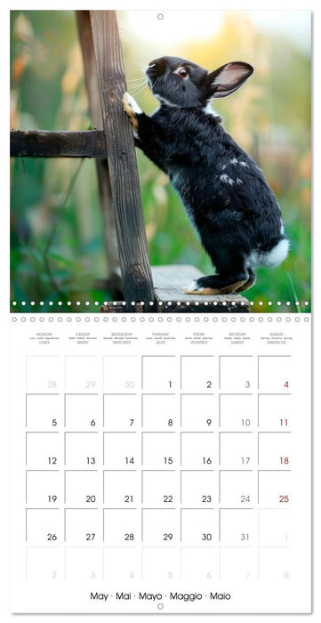 RABBITS Cuddly little guys (CALVENDO Monthly Calendar 2025)