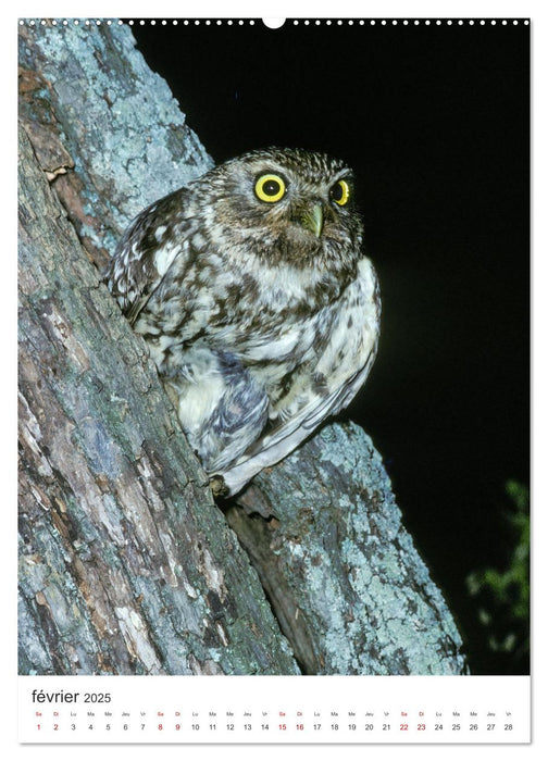 Une chouette de vie, les oiseaux (CALVENDO Calendrier mensuel 2025)