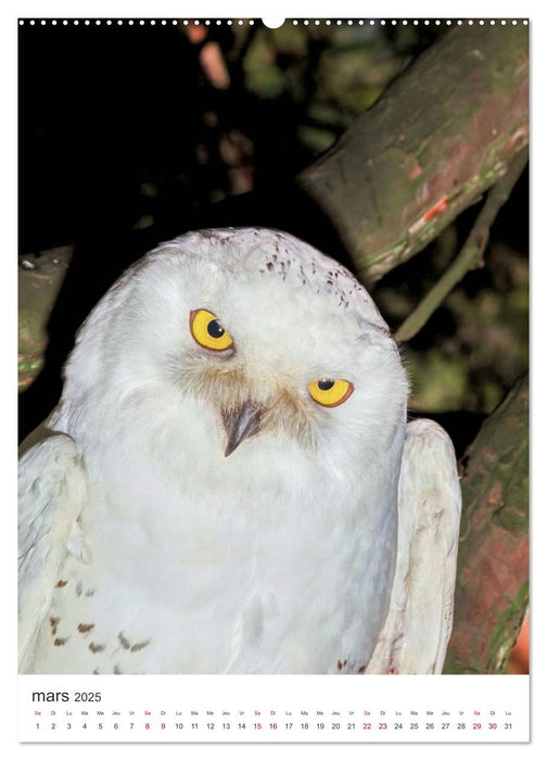 Une chouette de vie, les oiseaux (CALVENDO Calendrier mensuel 2025)