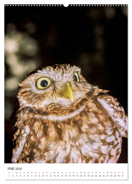 Une chouette de vie, les oiseaux (CALVENDO Calendrier supérieur 2025)