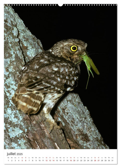 Une chouette de vie, les oiseaux (CALVENDO Calendrier supérieur 2025)