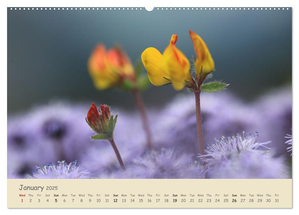 Alpine flowers (CALVENDO Monthly Calendar 2025)