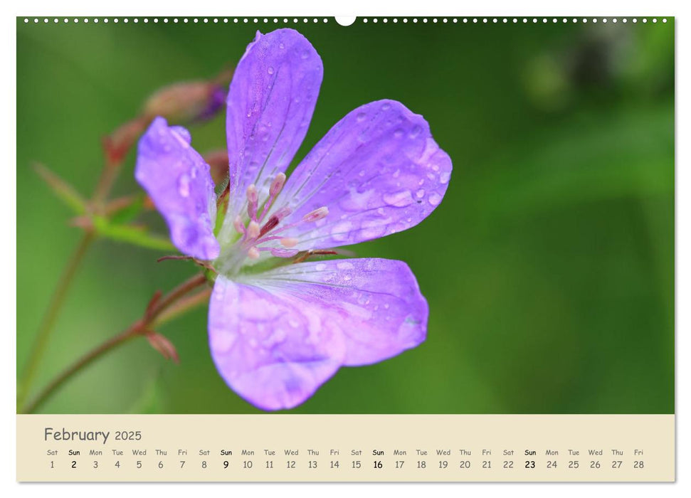 Alpine flowers (CALVENDO Monthly Calendar 2025)