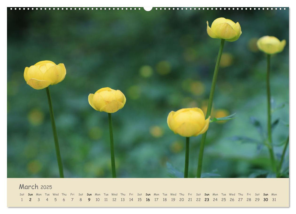 Alpine flowers (CALVENDO Monthly Calendar 2025)