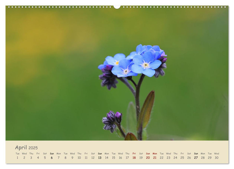 Alpine flowers (CALVENDO Monthly Calendar 2025)