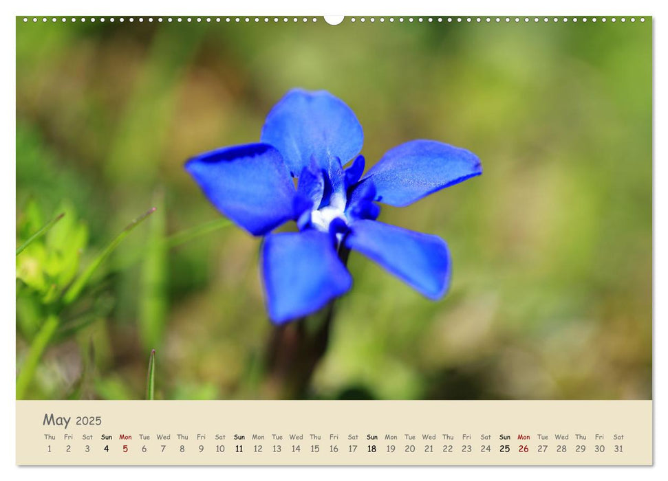 Alpine flowers (CALVENDO Monthly Calendar 2025)