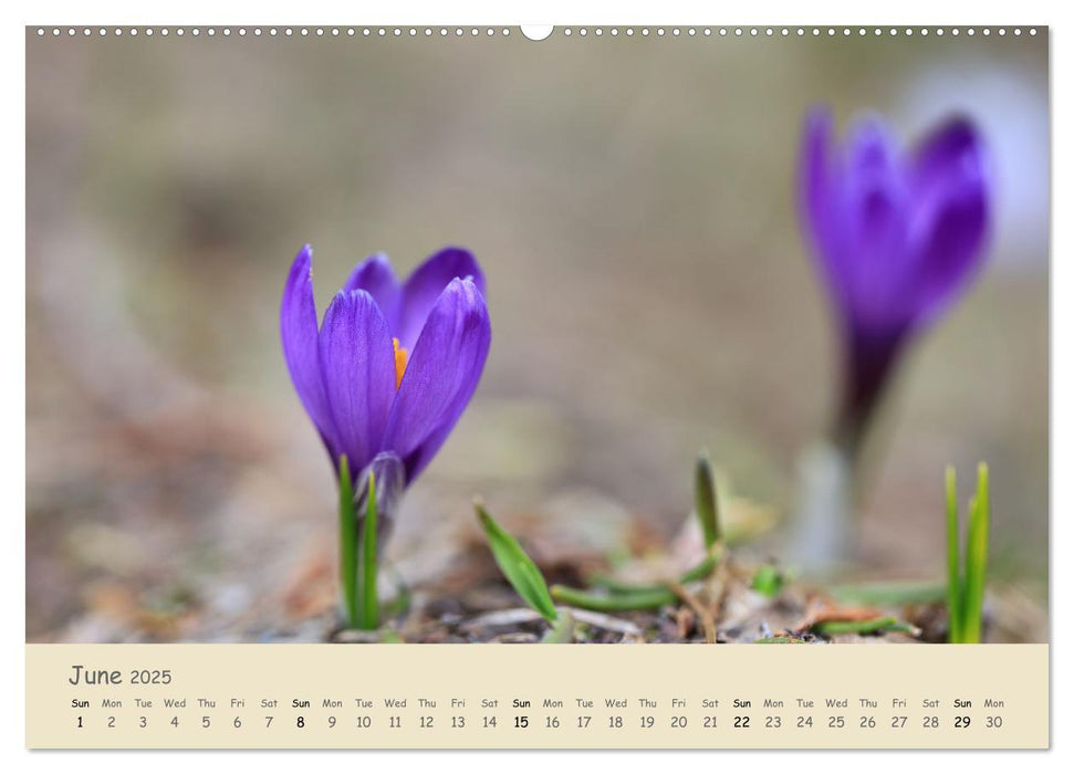 Alpine flowers (CALVENDO Monthly Calendar 2025)