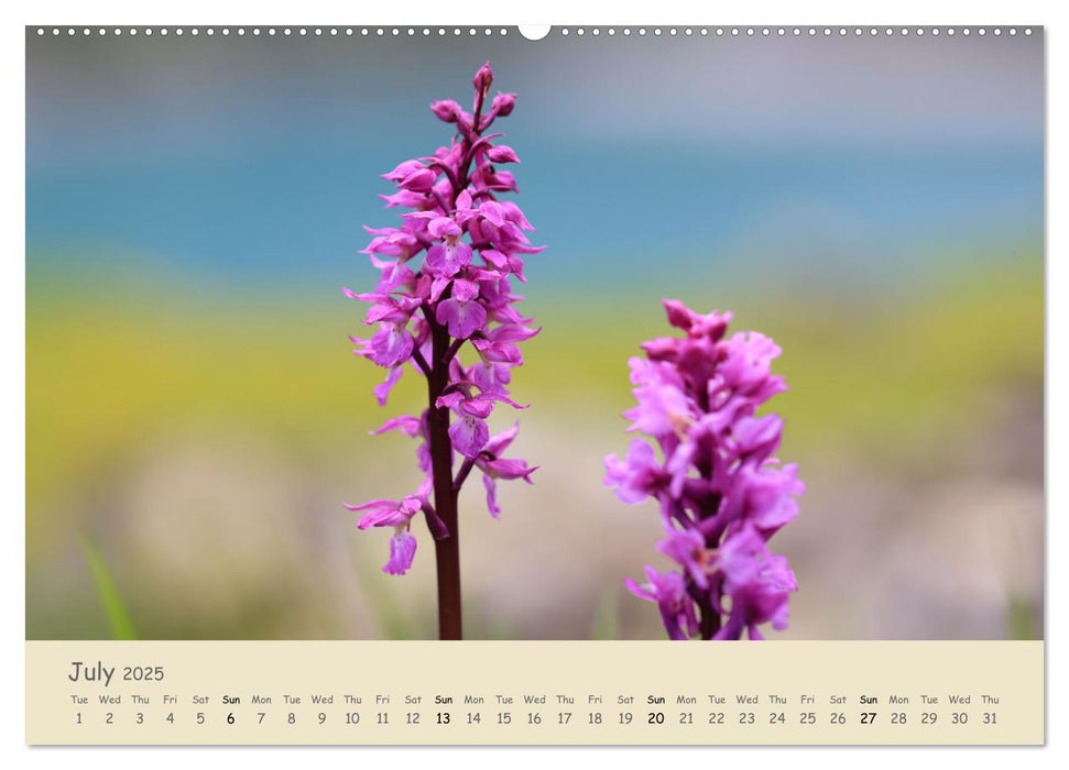 Alpine flowers (CALVENDO Premium-Calendar 2025)