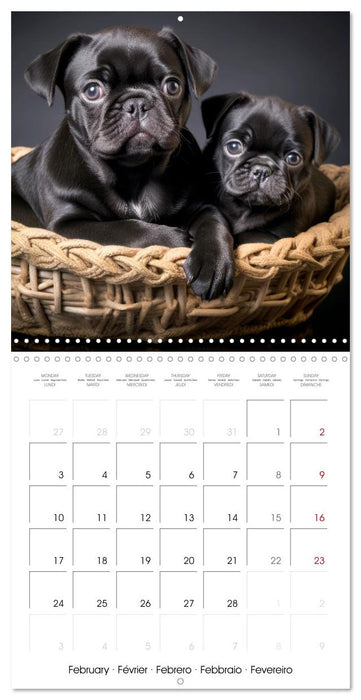 PUGS Cute and cuddly doggies (CALVENDO Monthly Calendar 2025)