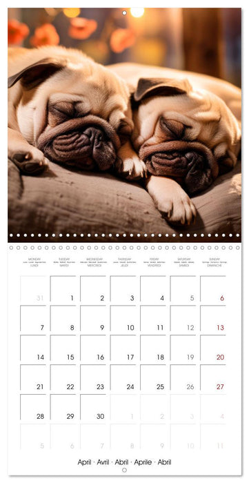 PUGS Cute and cuddly doggies (CALVENDO Monthly Calendar 2025)