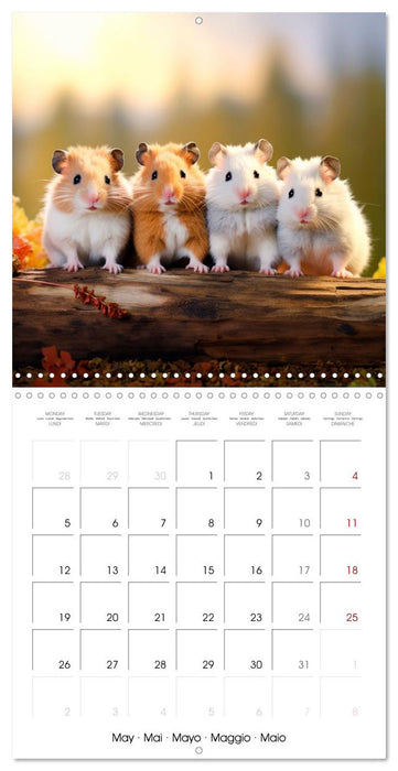 Sweet HAMSTERS (CALVENDO Monthly Calendar 2025)