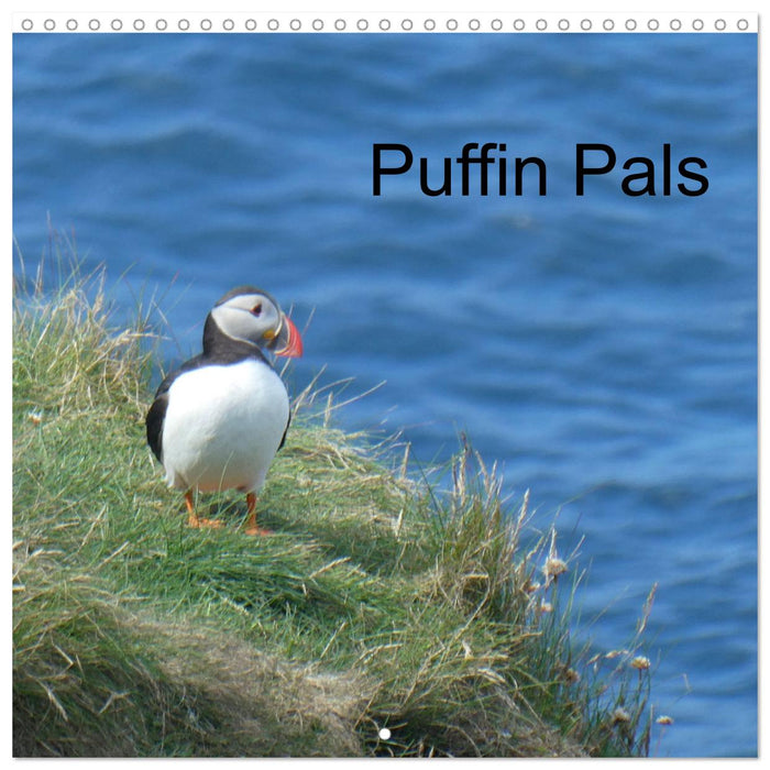 Puffin Pals (CALVENDO Monthly Calendar 2025)