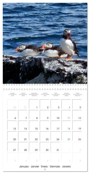 Puffin Pals (CALVENDO Monthly Calendar 2025)