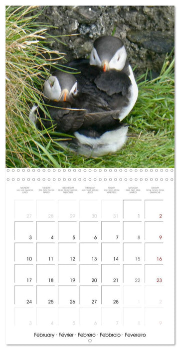 Puffin Pals (CALVENDO Monthly Calendar 2025)