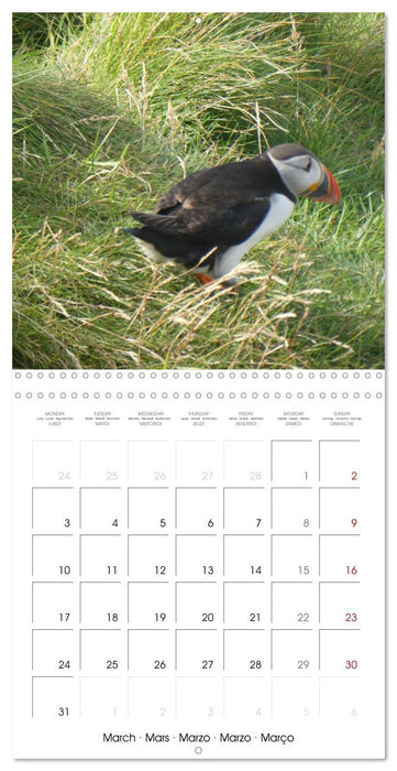 Puffin Pals (CALVENDO Monthly Calendar 2025)