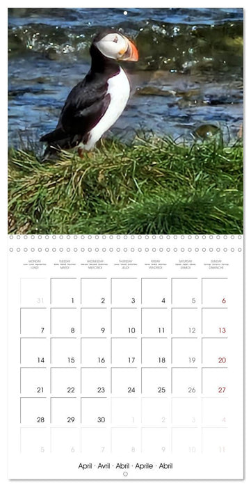 Puffin Pals (CALVENDO Monthly Calendar 2025)