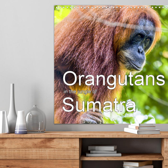 Orangutans in the jungle of Sumatra (CALVENDO Monthly Calendar 2025)