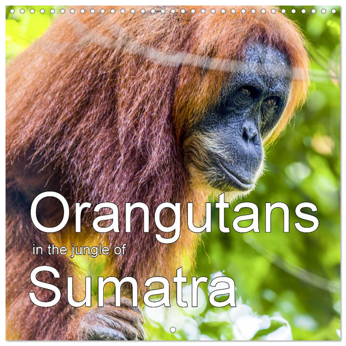 Orangutans in the jungle of Sumatra (CALVENDO Monthly Calendar 2025)