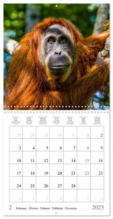 Orangutans in the jungle of Sumatra (CALVENDO Monthly Calendar 2025)