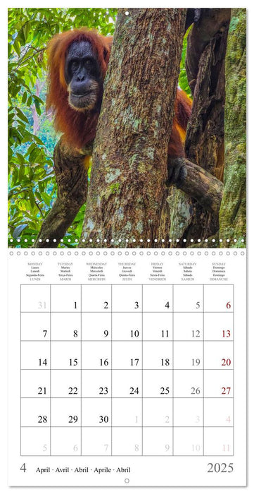 Orangutans in the jungle of Sumatra (CALVENDO Monthly Calendar 2025)