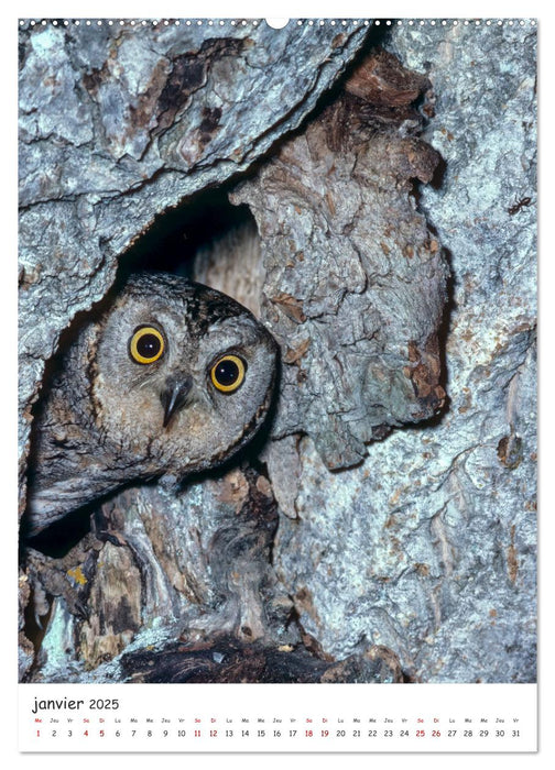 Une vie de hibou les oiseaux (CALVENDO Calendrier mensuel 2025)