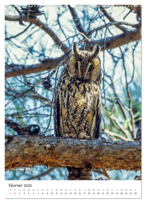 Une vie de hibou les oiseaux (CALVENDO Calendrier mensuel 2025)