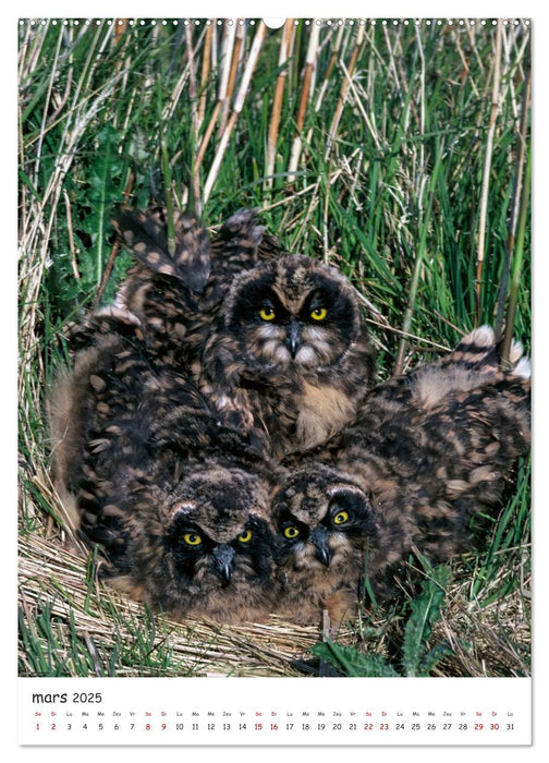 Une vie de hibou les oiseaux (CALVENDO Calendrier mensuel 2025)