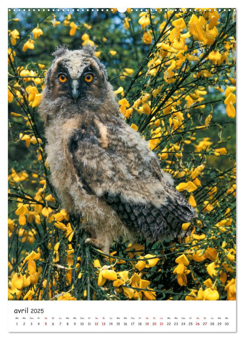 Une vie de hibou les oiseaux (CALVENDO Calendrier mensuel 2025)