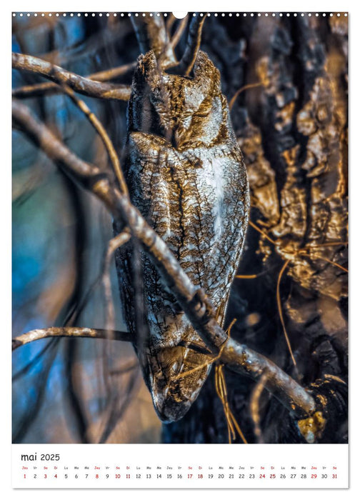 Une vie de hibou les oiseaux (CALVENDO Calendrier mensuel 2025)