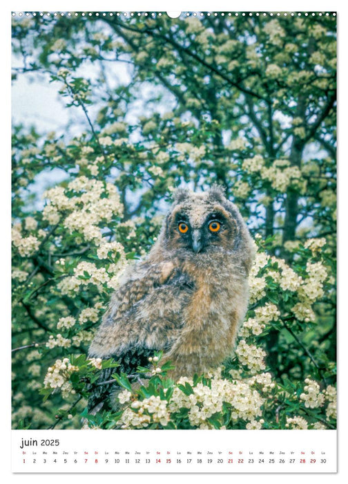 Une vie de hibou les oiseaux (CALVENDO Calendrier mensuel 2025)