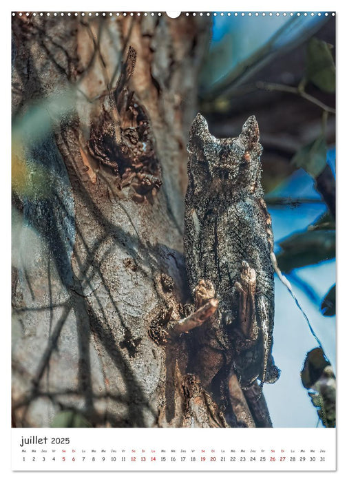 Une vie de hibou les oiseaux (CALVENDO Calendrier supérieur 2025)