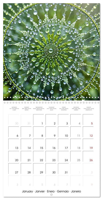 Mandalas of Mother Earth (CALVENDO Monthly Calendar 2025)