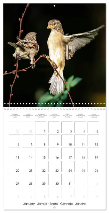 The Wild Sparrow Gang (CALVENDO Monthly Calendar 2025)