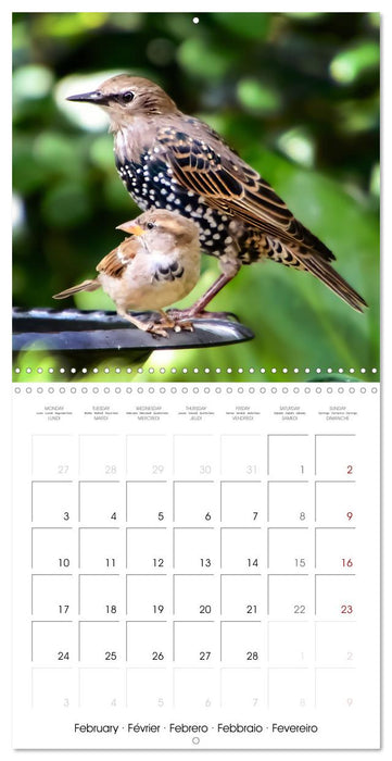 The Wild Sparrow Gang (CALVENDO Monthly Calendar 2025)