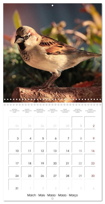 The Wild Sparrow Gang (CALVENDO Monthly Calendar 2025)