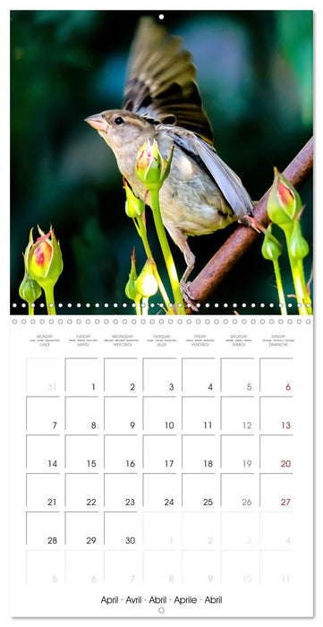 The Wild Sparrow Gang (CALVENDO Monthly Calendar 2025)